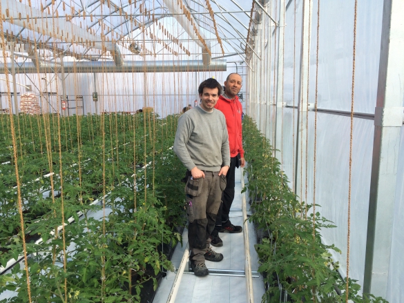 Tomatodling